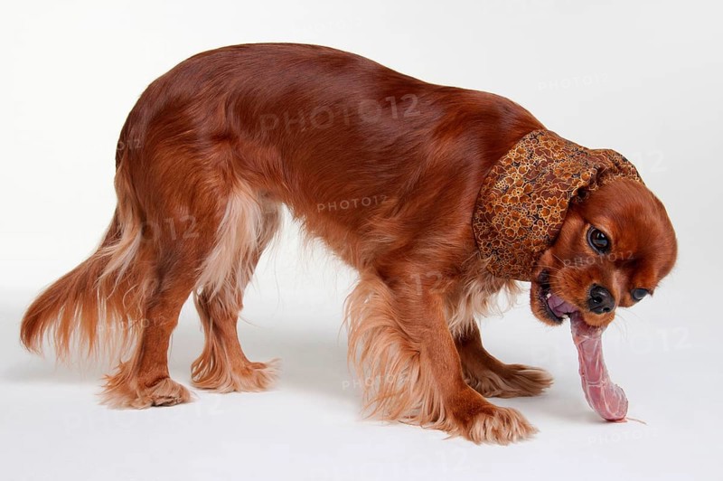 Cavalier King Charles Spaniel