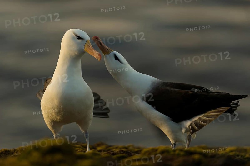 Black-browed Albatross
