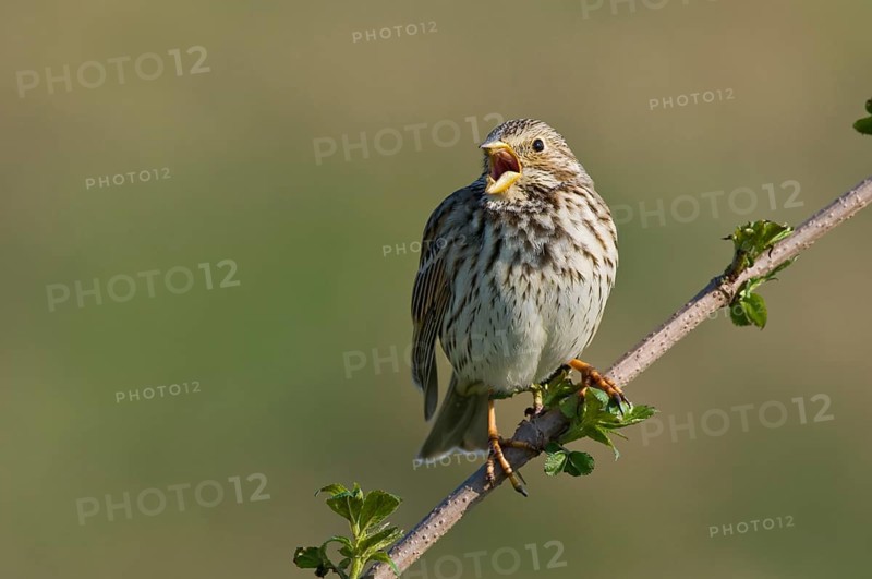 Corn bunting
