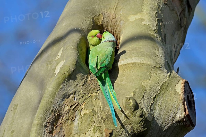 Rose-ringed parakeet
