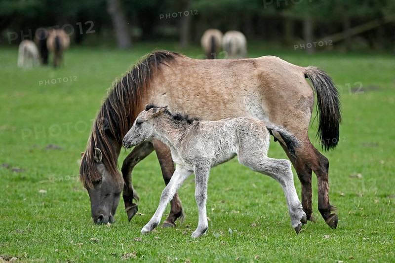 Wild Horse Duelmen