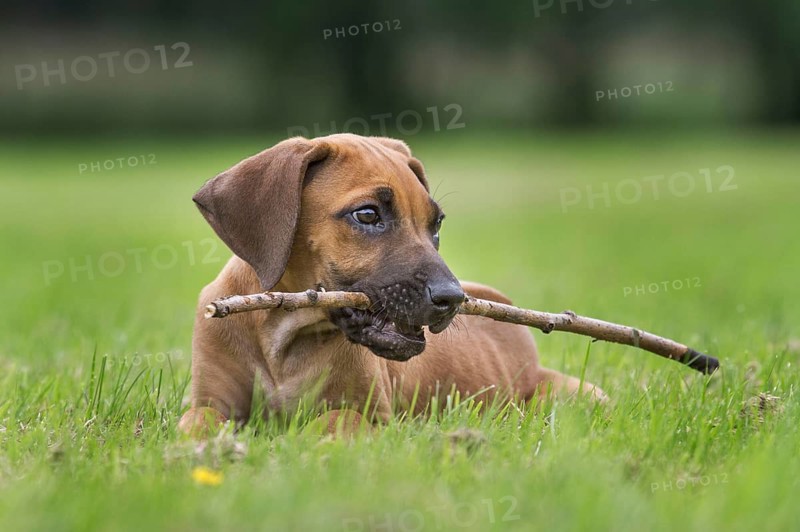 Rhodesian Ridgeback