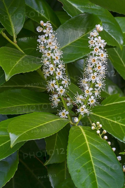 Cherry Laurel