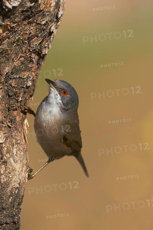 Sardinian Warbler