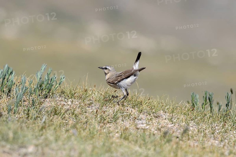 Isabelline Wheatear