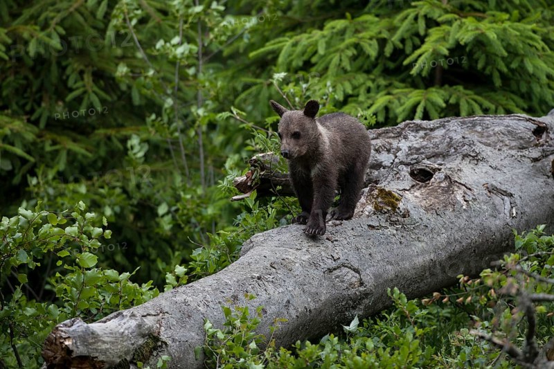 Young brown bear