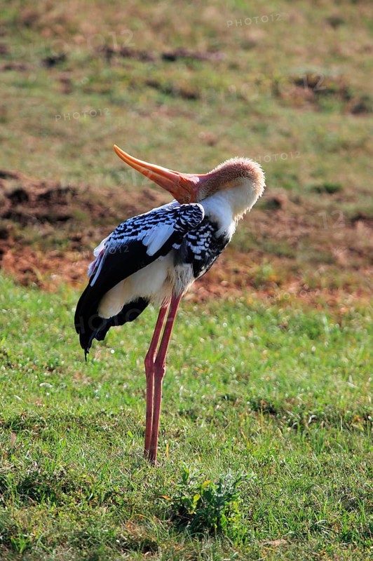 Painted stork