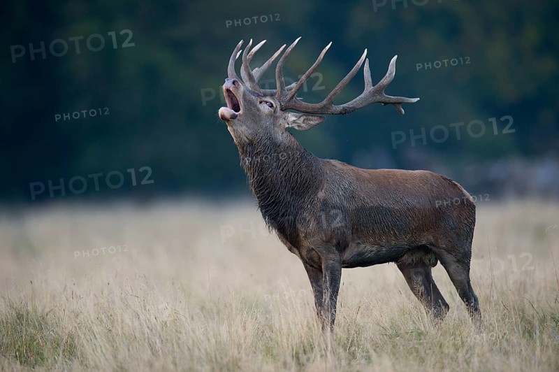 Red deer