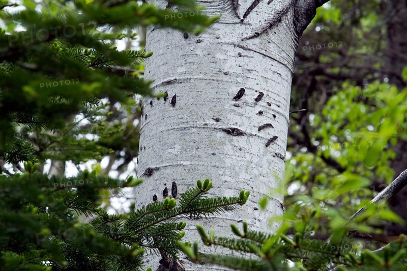 Birch