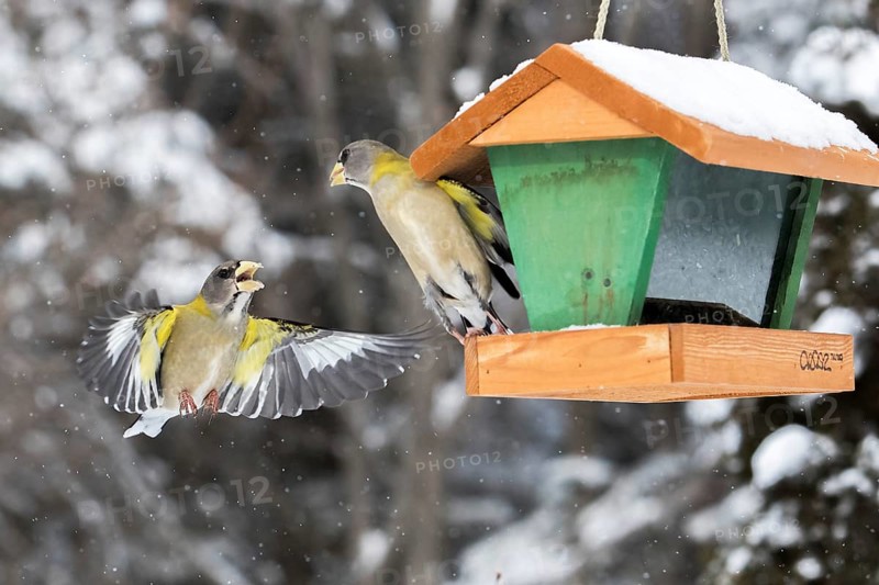 Evening grosbeak interaction at a winter bird feeder