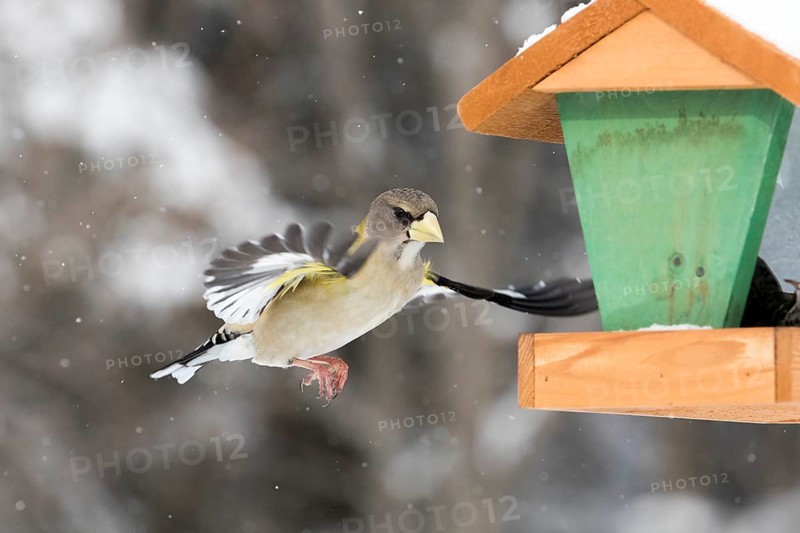 Evening Hawfinch sitting on a bird feeder in winter