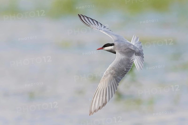 Whiskered Tern