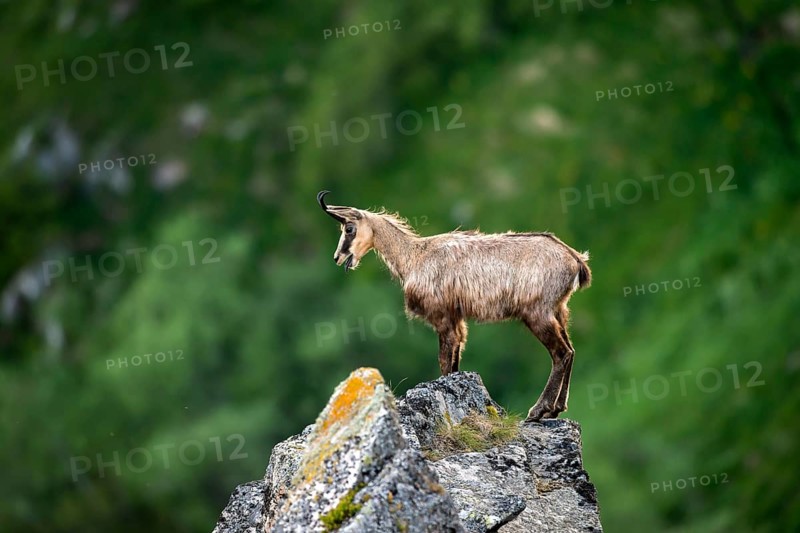 Chamois