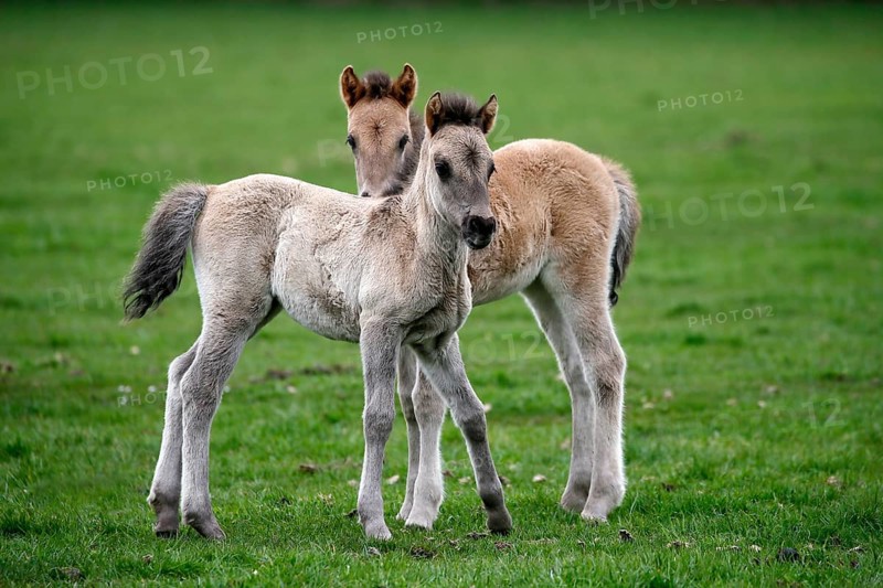 Wild Horse Duelmen