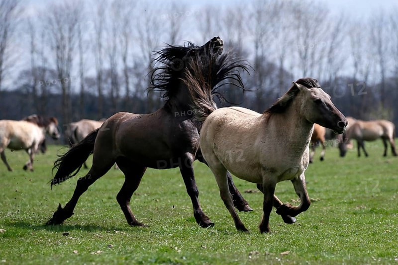Wild Horse Duelmen