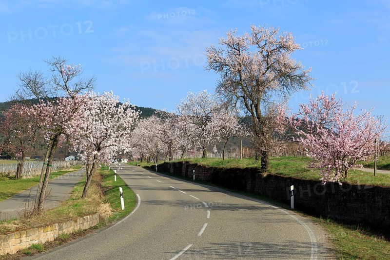 Almond tree