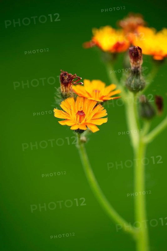 Fox and cubs