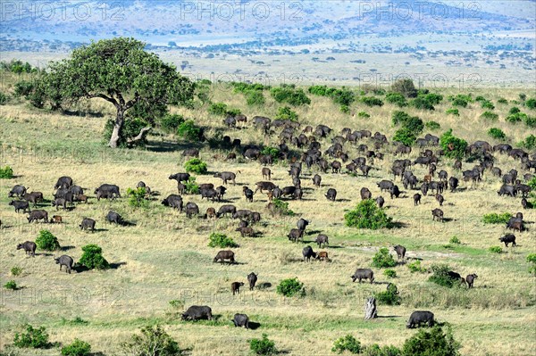 Grazing herd of Cape buffalo