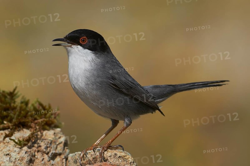 Sardinian Warbler