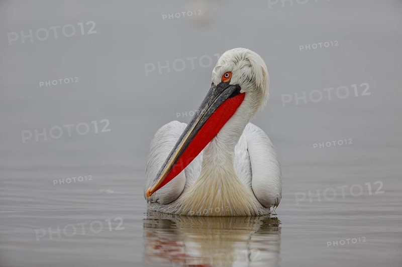 Dalmatian pelican