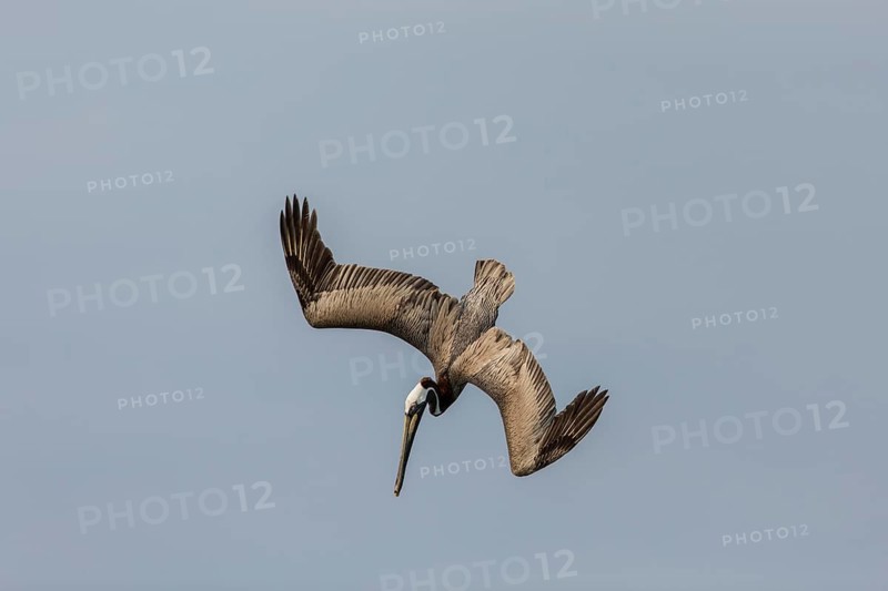 Brown Pelican
