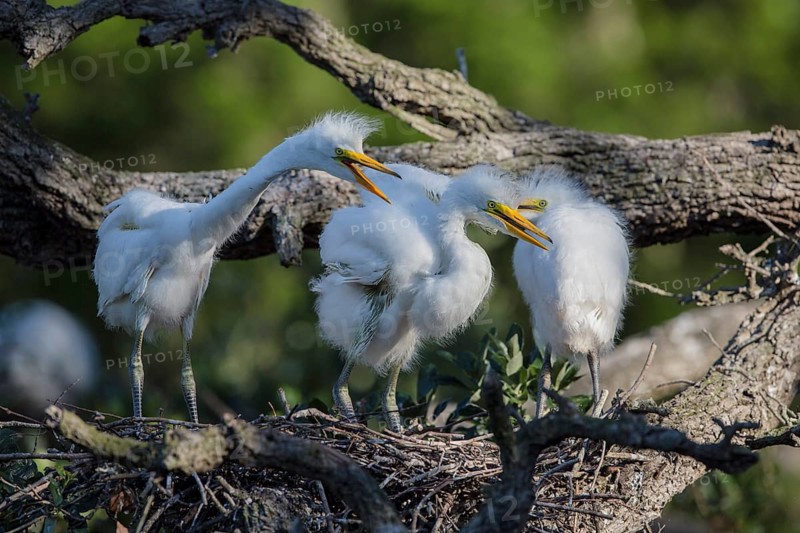 Great egret