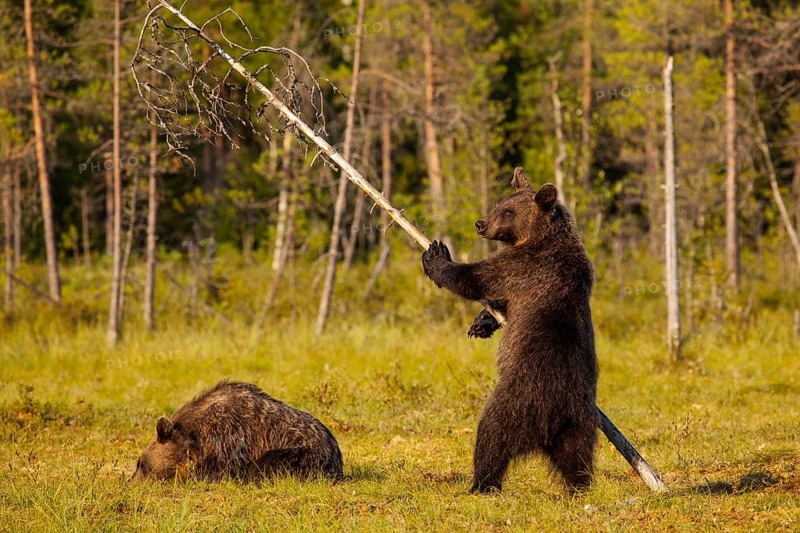 European Brown bear