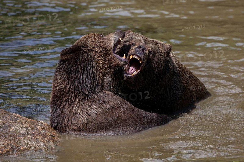 Brown bears