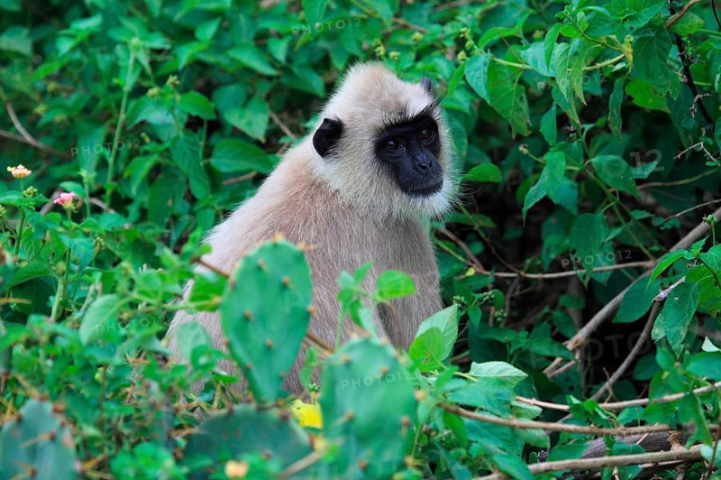 Entellus langur of Ceylon