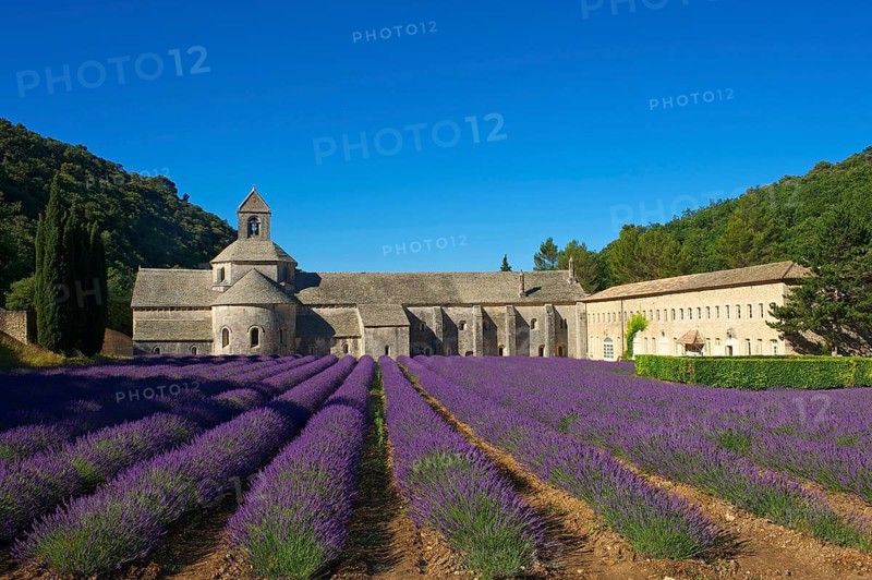Cistercian Abbey Abbaye de Senanque with lavender field