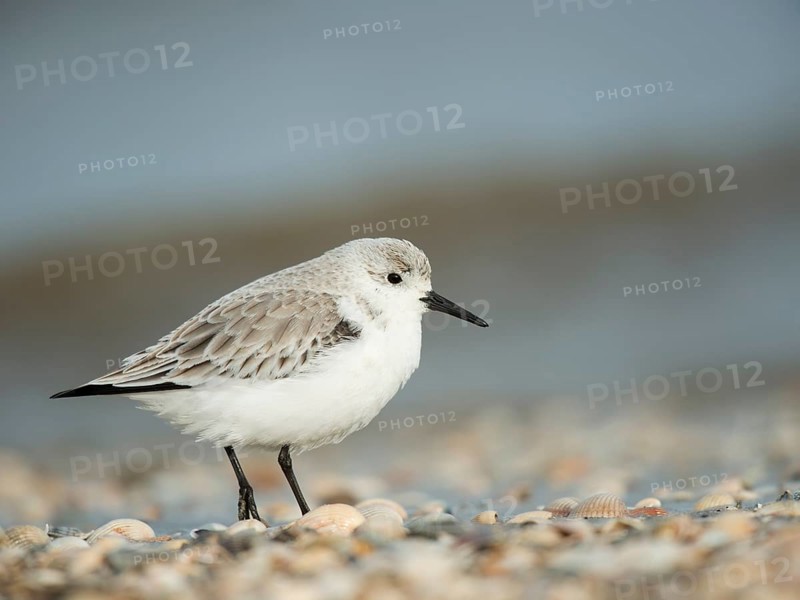 Sanderling