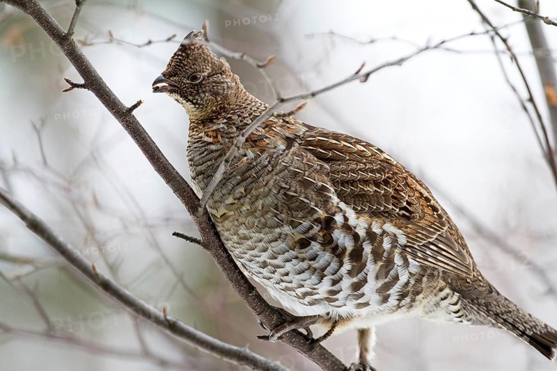 Ruffed grouse