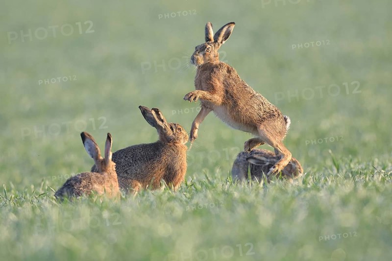 European Hare