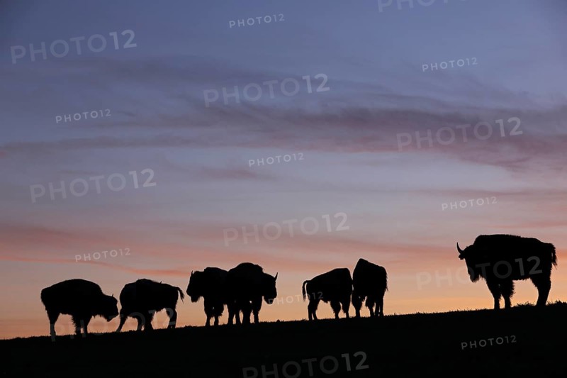 Amerikanischer Bison