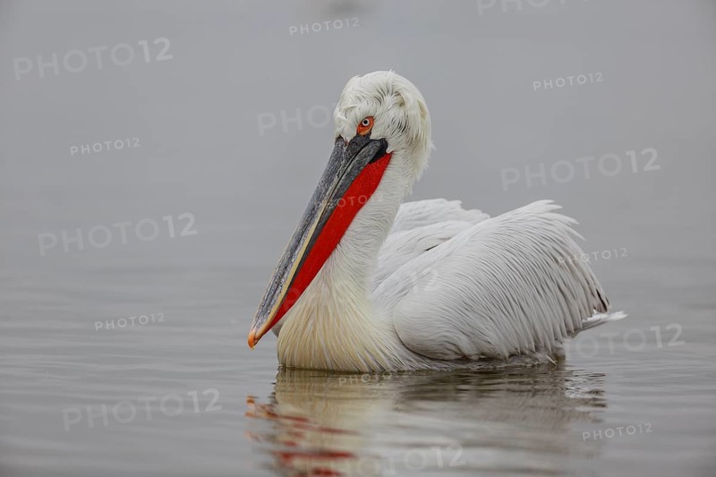 Dalmatian pelican
