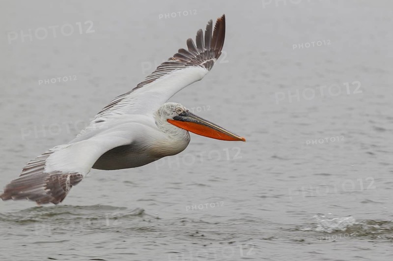 Dalmatian pelican