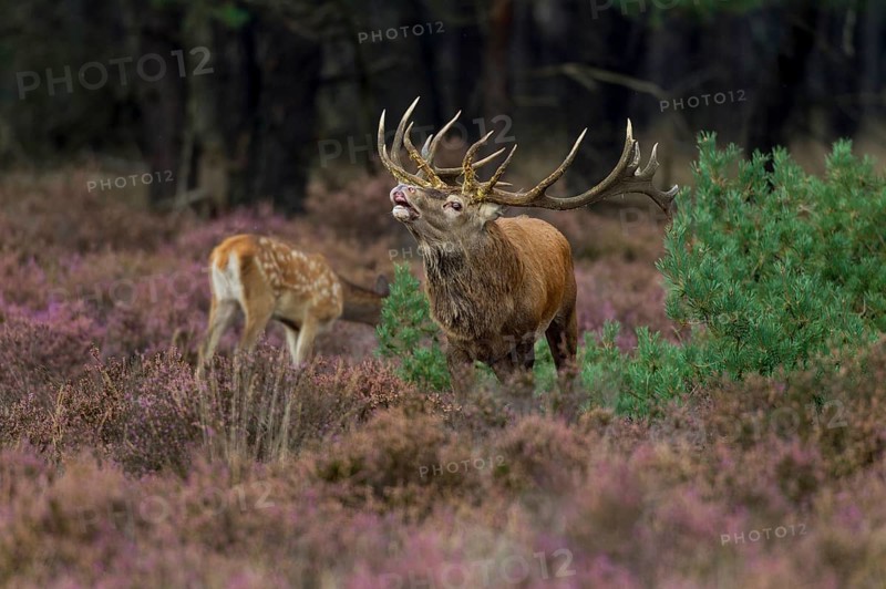 Red deer in the Hoge Veluwe National Park