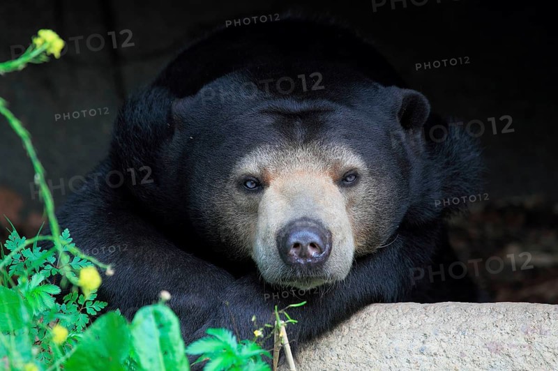 Malayan sun bear