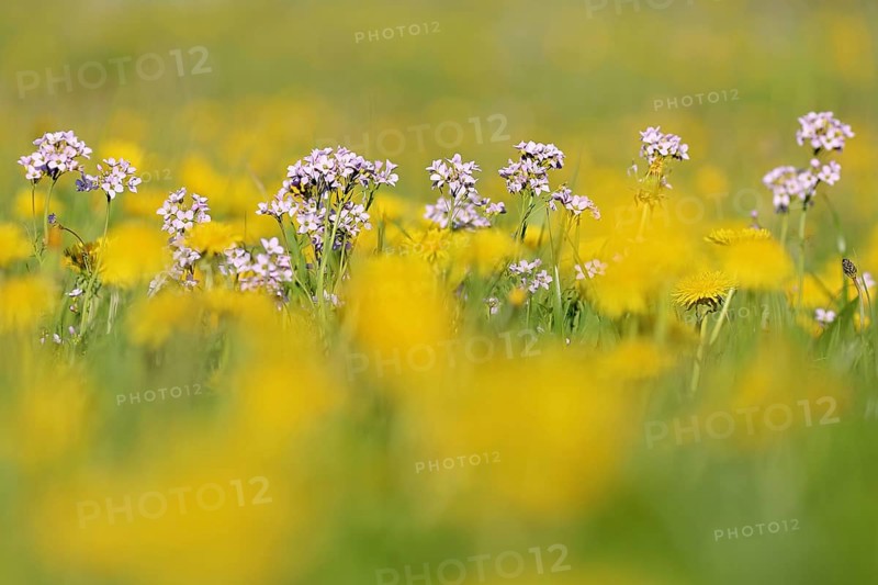 Meadowfoam
