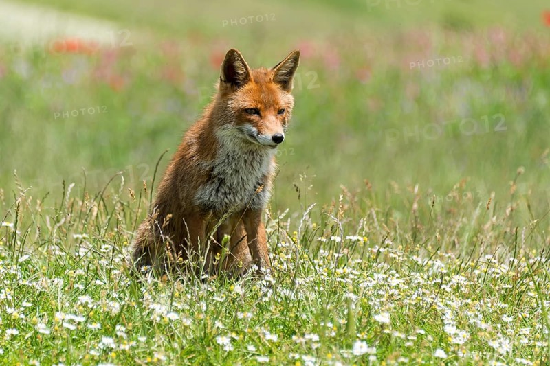 Red fox