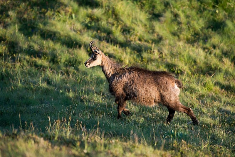 Chamois
