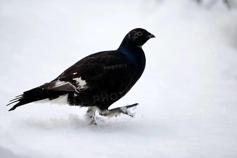 Black Grouse