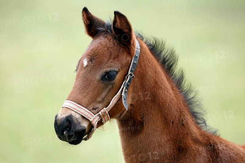 English thoroughbred horse