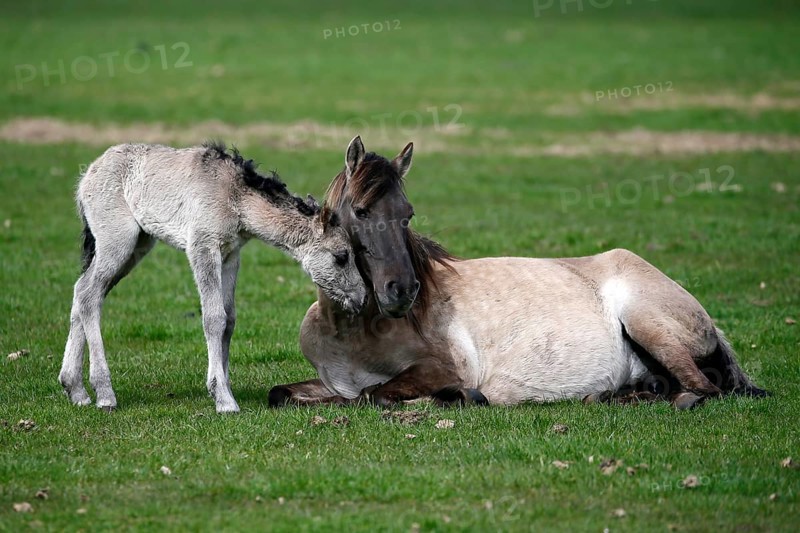 Wild Horse Duelmen