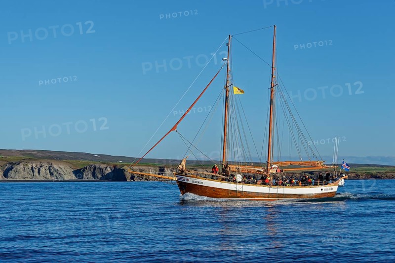 Old fishing boats are used for whale-watching