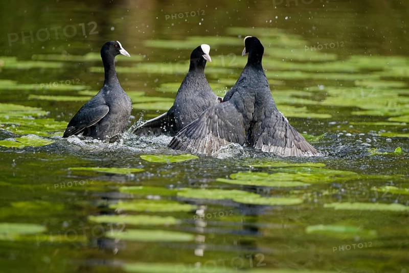 Fighting eurasian coots