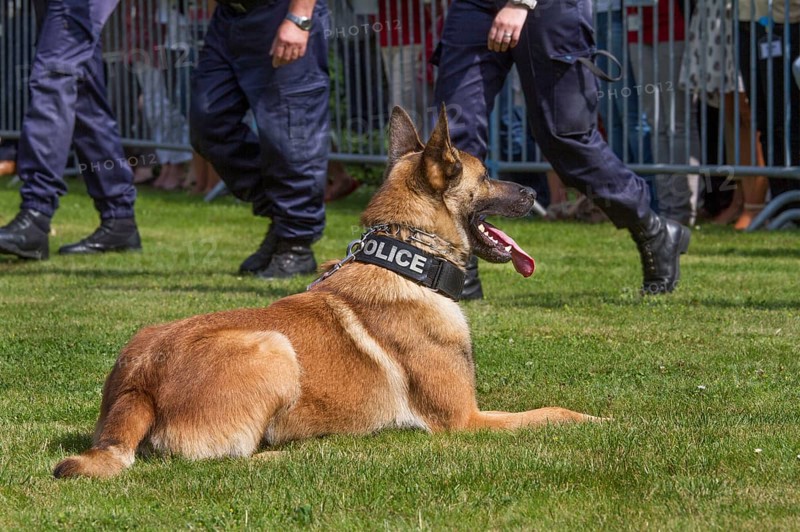 Malinois