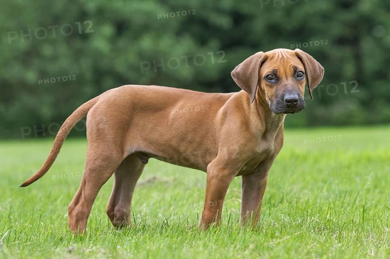 Rhodesian Ridgeback