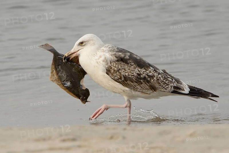 European herring gull