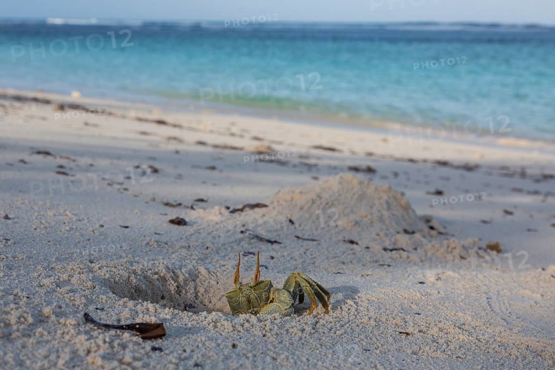 Ghost crab